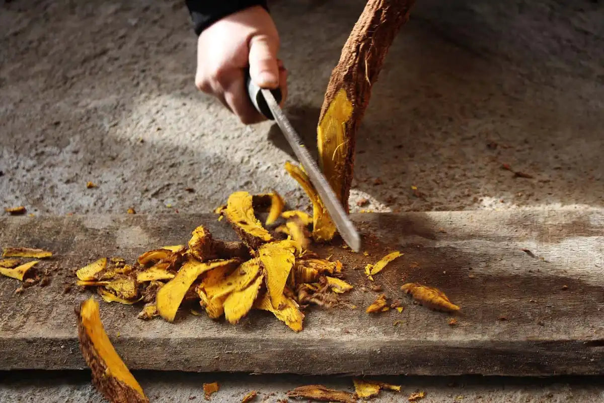 Vindigo natural yellow dye made from plant roots